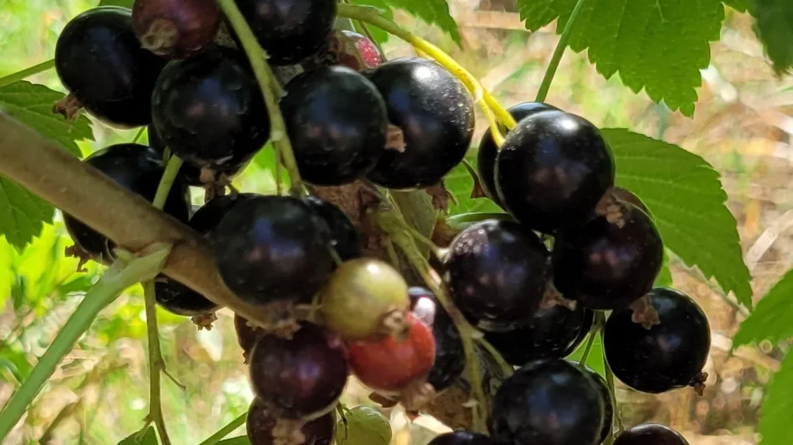 fruits of black currant